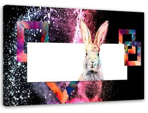 Obraz na plátně Zvířata králíků - 90x60 cm