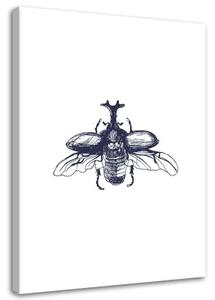 Obraz na plátně Brouk Hmyz Příroda Černobílý - 60x90 cm