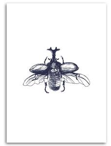 Obraz na plátně Brouk Hmyz Příroda Černobílý - 40x60 cm