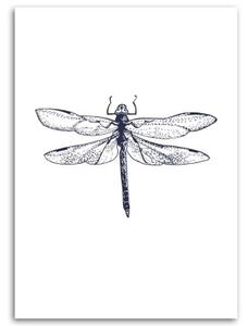 Obraz na plátně Vážka Příroda Hmyz - 40x60 cm