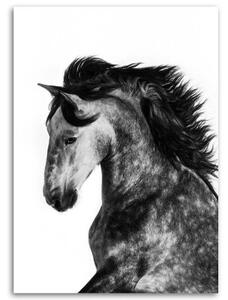 Obraz na plátně Kůň Zvířata Galloping - 40x60 cm