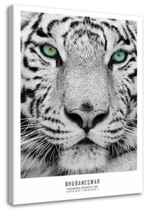 Obraz na plátně Afrika Tygr Zvířata - 80x120 cm
