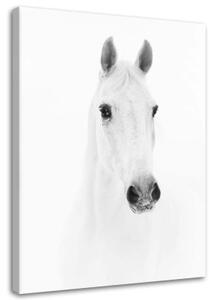 Obraz na plátně Kůň Zvířata Příroda Bílá - 70x100 cm