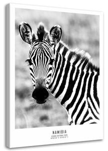 Obraz na plátně Zebra Zvířata Příroda - 60x90 cm