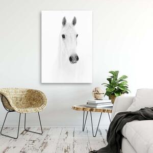Obraz na plátně Kůň Zvířata Příroda Bílá - 60x90 cm