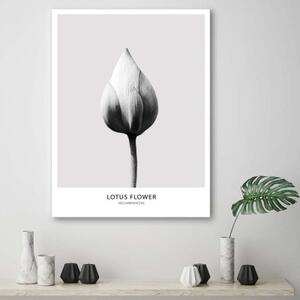Obraz na plátně Lotosový květ černobílý - 80x120 cm
