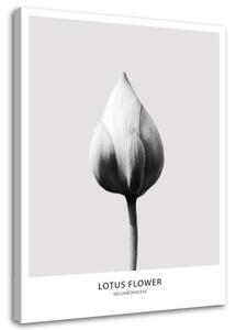 Obraz na plátně Lotosový květ černobílý - 60x90 cm