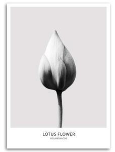 Obraz na plátně Lotosový květ černobílý - 40x60 cm