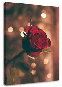 Obraz na plátně Červená růže Květina Příroda - 70x100 cm