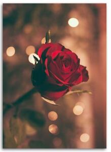 Obraz na plátně Červená růže Květina Příroda - 70x100 cm