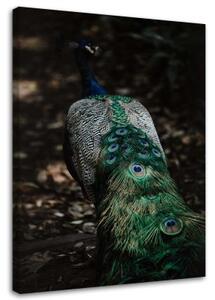 Obraz na plátně Příroda ptáka páva - 80x120 cm