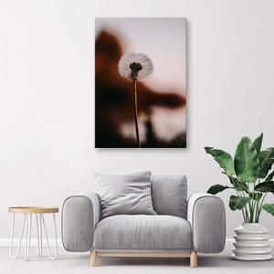 Obraz na plátně Pampeliška Rostliny - 40x60 cm
