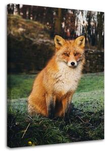 Obraz na plátně Liška Lesní příroda Zvířata - 60x90 cm