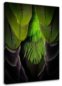 Obraz na plátně Pírko ptáka Příroda Zelená - 40x60 cm