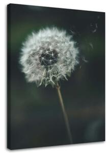 Obraz na plátně Dmychadlo Plant Flower - 70x100 cm