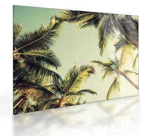 Skleněný obraz s kokosovými palmami (70x50 cm)