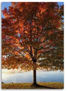 Obraz na plátně Strom Podzimní listí - 40x60 cm