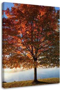 Obraz na plátně Strom Podzimní listí - 80x120 cm
