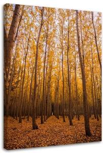 Obraz na plátně Listy březového lesa žluté - 70x100 cm