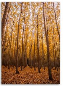 Obraz na plátně Listy březového lesa žluté - 40x60 cm