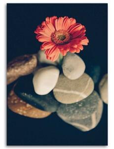 Obraz na plátně Květiny gerbery Zenové kameny - 40x60 cm