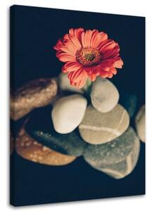 Obraz na plátně Gerbera Květinové zenové kameny - 40x60 cm
