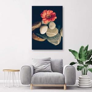 Obraz na plátně Květiny gerbery Zenové kameny - 40x60 cm