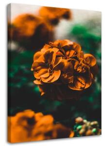 Obraz na plátně Rostlina s pomerančovým květem - 80x120 cm