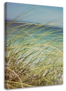 Obraz na plátně Plážová tráva Duny Písek - 70x100 cm
