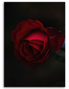 Obraz na plátně Růže Červená květina Příroda - 60x90 cm