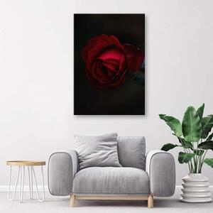 Obraz na plátně Růže Červená květina Příroda - 80x120 cm