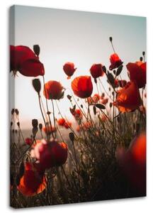 Obraz na plátně Červený mák Polní květiny - 70x100 cm
