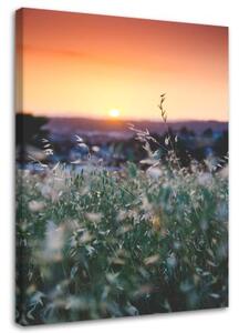 Obraz na plátně Západ slunce na louce - 70x100 cm