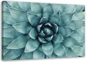 Obraz na plátně Aloe Vera Rostlina Květina - 100x70 cm