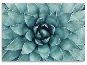 Obraz na plátně Aloe Vera Rostlina Květina - 60x40 cm