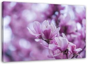Obraz na plátně Magnolia Blossom Nature - 100x70 cm