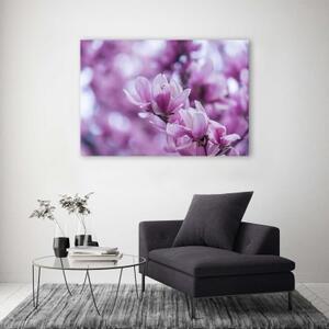 Obraz na plátně Magnolia Blossom Nature - 60x40 cm