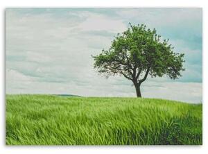 Obraz na plátně Zelený strom Krajina Příroda - 60x40 cm