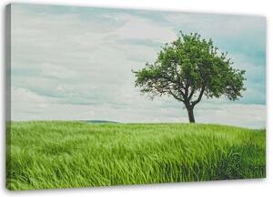 Obraz na plátně Zelený strom Krajina Příroda - 120x80 cm