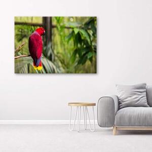 Obraz na plátně Papoušek ráj Ptáci Příroda - 60x40 cm