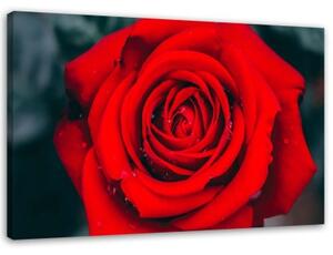 Obraz na plátně Krásný červený květ růže - 90x60 cm
