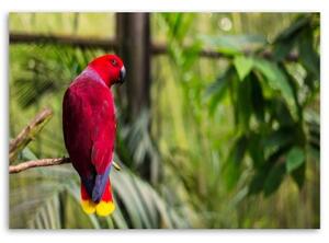Obraz na plátně Papoušek ráj Ptáci Příroda - 100x70 cm