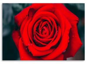 Obraz na plátně Krásný červený květ růže - 60x40 cm