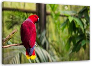 Obraz na plátně Papoušek ráj Ptáci Příroda - 100x70 cm