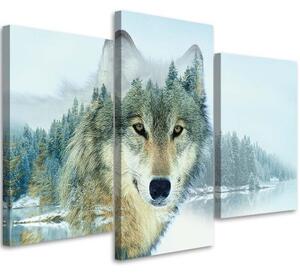 Obraz na plátně třídílný Zvířecí příroda Horský vlk - 90x60 cm