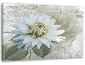 Obraz na plátně Bílá květina béžová Vintage - 60x40 cm