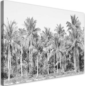 Obraz na plátně, Černé a bílé palmy v džungli - 90x60 cm