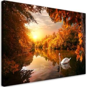 Obraz na plátně, Labuť na podzim rybníka - 90x60 cm