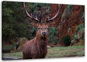 Obraz na plátně Jelen v lese Příroda Zvířata - 60x40 cm