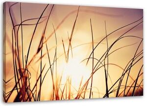 Obraz na plátně Tráva Západ slunce Příroda Rostliny - 60x40 cm